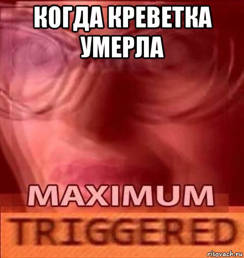 когда креветка умерла 