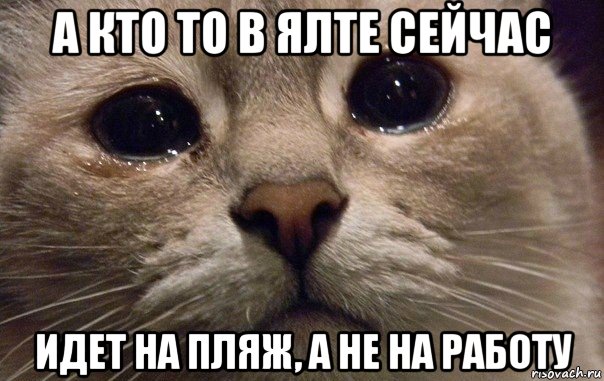 а кто то в ялте сейчас идет на пляж, а не на работу, Мем   В мире грустит один котик