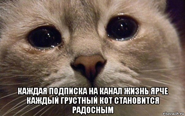  каждая подписка на канал жизнь ярче каждый грустный кот становится радосным, Мем   В мире грустит один котик