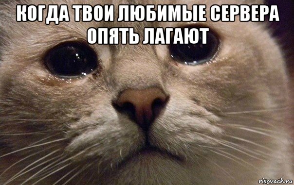 когда твои любимые сервера опять лагают , Мем   В мире грустит один котик