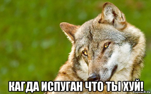  кагда испуган что ты хуй!, Мем   Volf