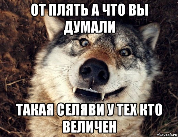 от плять а что вы думали такая селяви у тех кто величен, Мем Волк