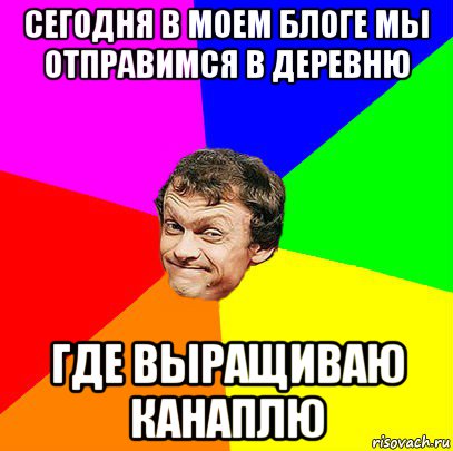 сегодня в моем блоге мы отправимся в деревню где выращиваю канаплю
