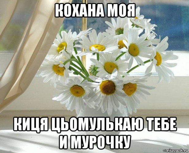 кохана моя киця цьомулькаю тебе и мурочку, Мем xddddd