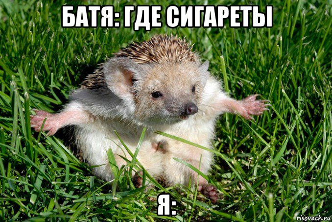 батя: где сигареты я:, Мем Ёж