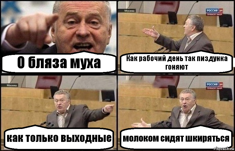 О бляза муха Как рабочий день так пиздунка гоняют как только выходные молоком сидят шкиряться, Комикс Жириновский