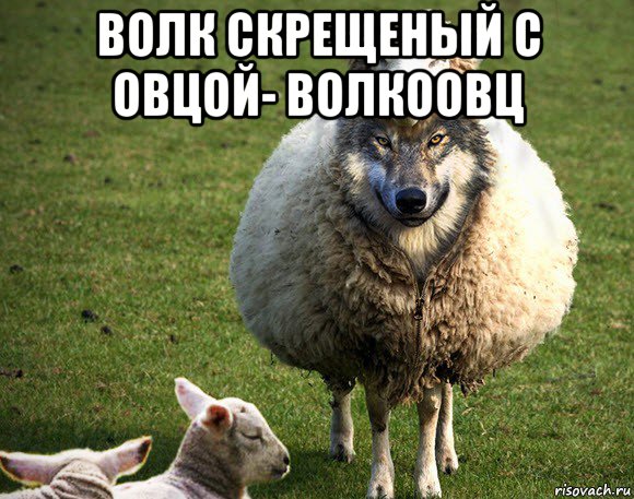 волк скрещеный с овцой- волкоовц , Мем Злая Овца