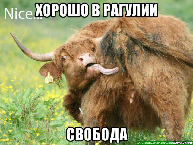 хорошо в рагулии свобода