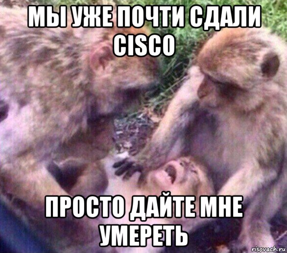 мы уже почти сдали cisco просто дайте мне умереть