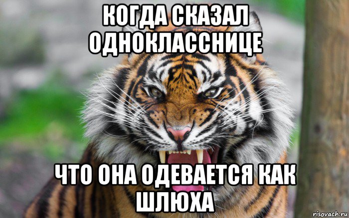 когда сказал однокласснице что она одевается как шлюха, Мем ДЕРЗКИЙ ТИГР