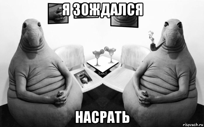 я зождался насрать