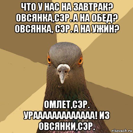 что у нас на завтрак? овсянка,сэр. а на обед? овсянка, сэр. а на ужин? омлет,сэр. урааааааааааааа! из овсянки,сэр., Мем голубь