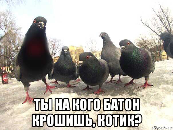  ты на кого батон крошишь, котик?
