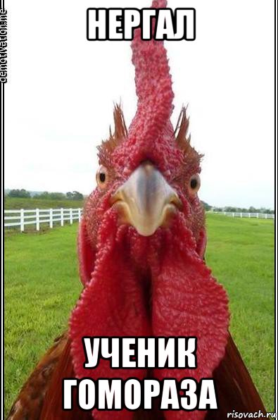 нергал ученик гомораза