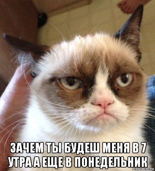  зачем ты будеш меня в 7 утра а еще в понедельник, Мем Грустный (сварливый) кот