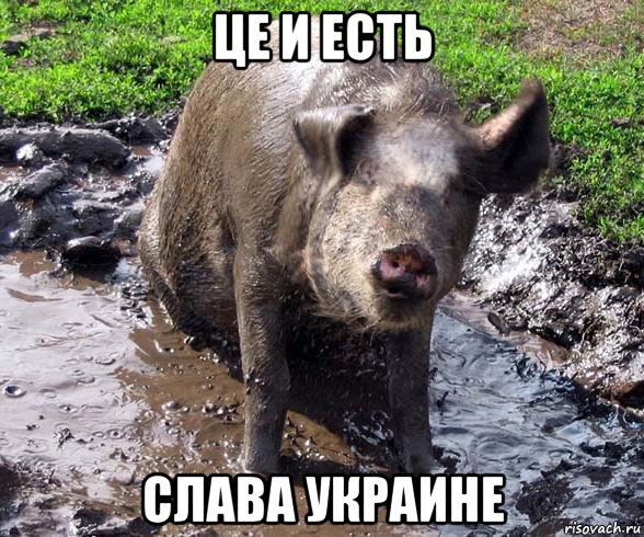 це и есть слава украине, Мем Грязная свинья