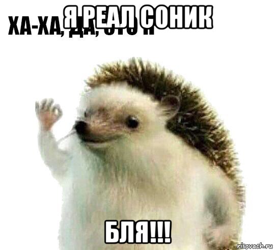 я реал соник бля!!!, Мем Ха-ха да это я