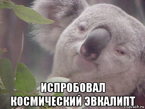  испробовал космический эвкалипт