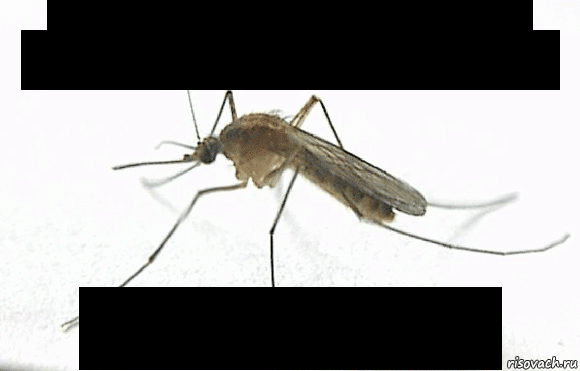 mosquitos, which mate in the air, perform a sex act that lasts only two seconds