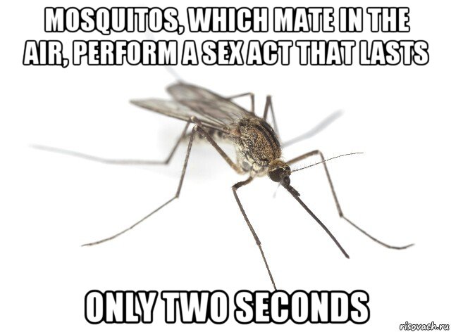 mosquitos, which mate in the air, perform a sex act that lasts only two seconds, Мем Комар