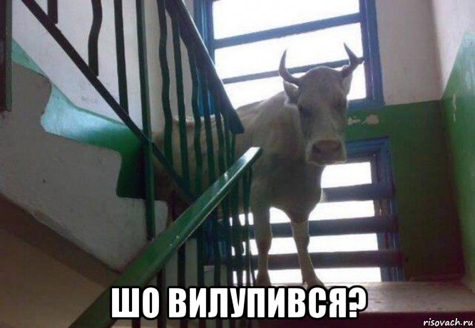  шо вилупився?, Мем Корова
