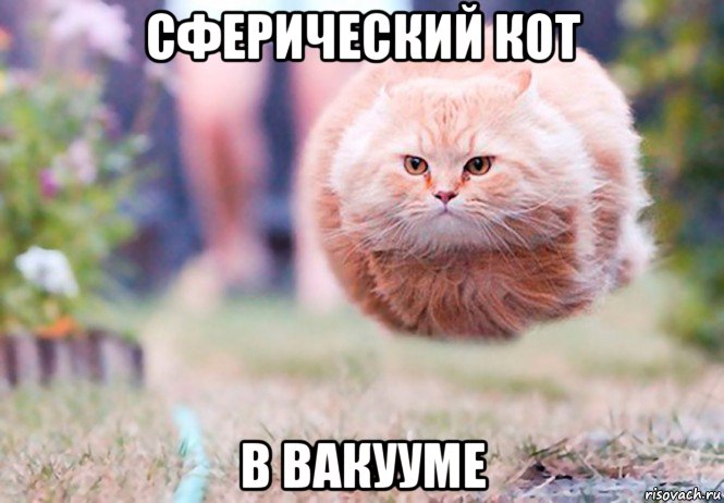 сферический кот в вакууме