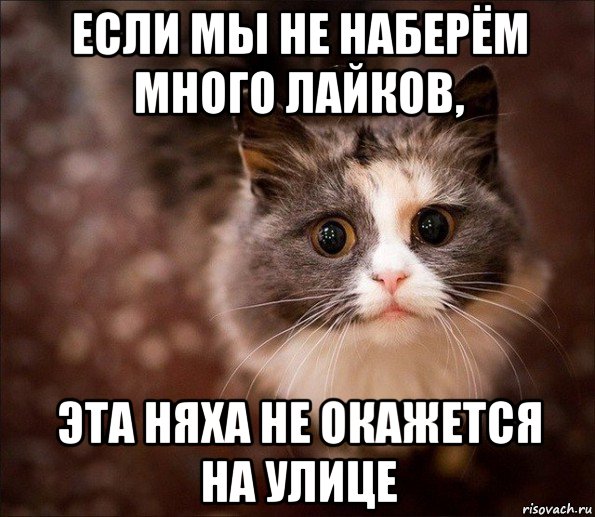 если мы не наберём много лайков, эта няха не окажется на улице, Мем Котик