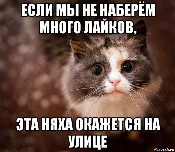 если мы не наберём много лайков, эта няха окажется на улице, Мем Котик