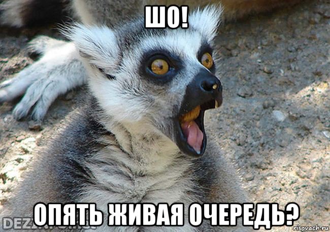 шо! опять живая очередь?