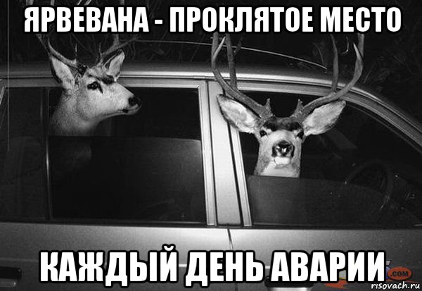 ярвевана - проклятое место каждый день аварии, Мем олени