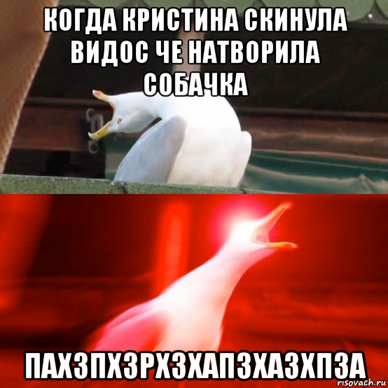 когда кристина скинула видос че натворила собачка пахзпхзрхзхапзхазхпза