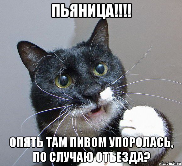 пьяница!!!! опять там пивом упоролась, по случаю отъезда?, Мем Печальный кот