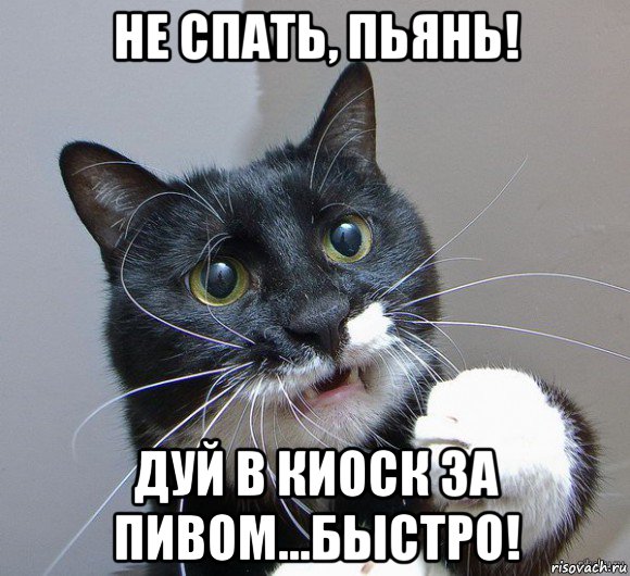 не спать, пьянь! дуй в киоск за пивом...быстро!, Мем Печальный кот
