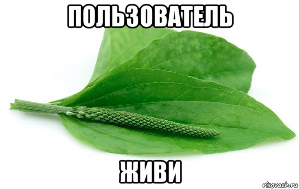 пользователь живи