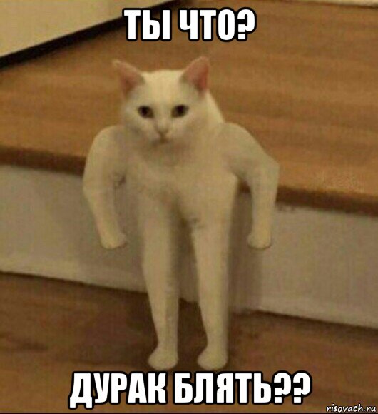 ты что? дурак блять??, Мем  Полукот