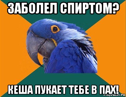 заболел спиртом? кеша пукает тебе в пах!, Мем Попугай параноик