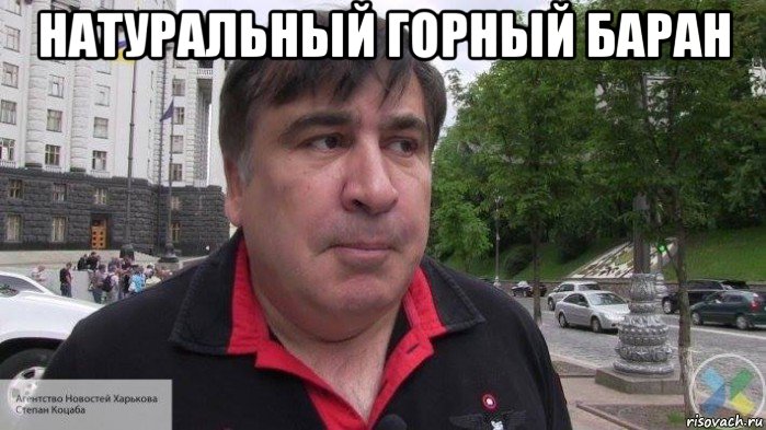 натуральный горный баран 