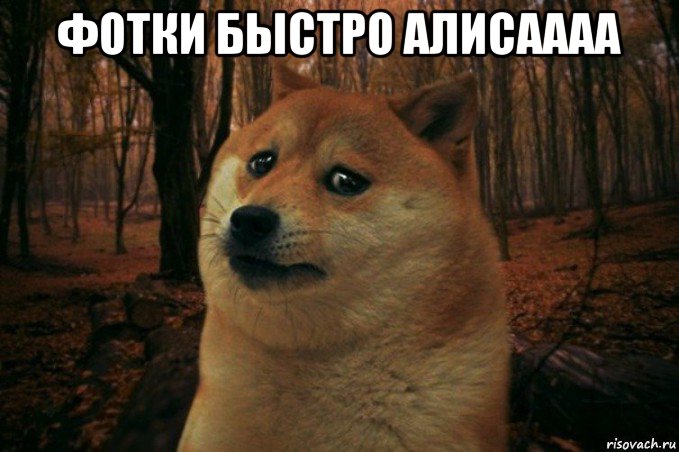 фотки быстро алисаааа , Мем SAD DOGE