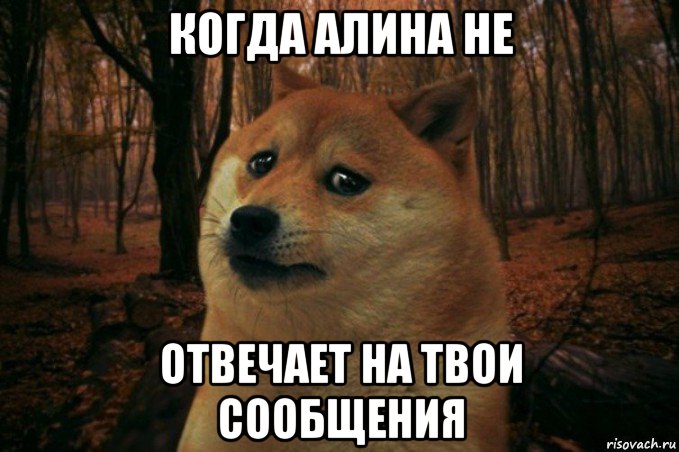 когда алина не отвечает на твои сообщения, Мем SAD DOGE