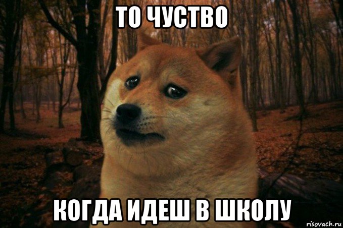 то чуство когда идеш в школу, Мем SAD DOGE