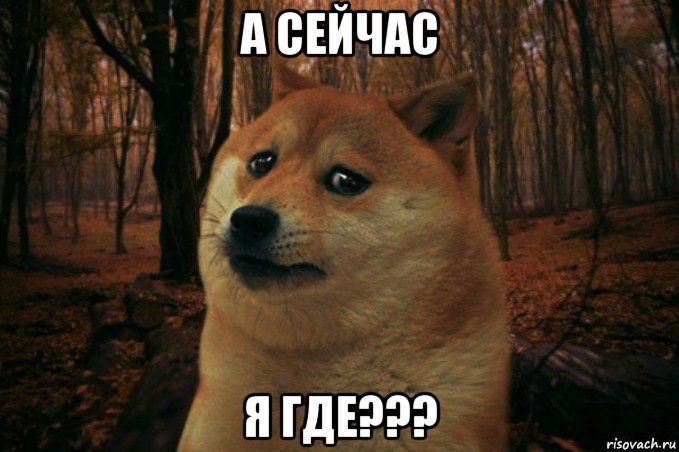 а сейчас я где???, Мем SAD DOGE