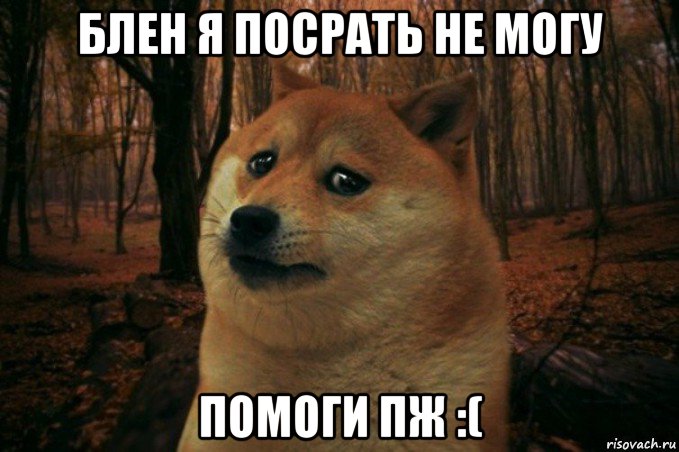 блен я посрать не могу помоги пж :(, Мем SAD DOGE