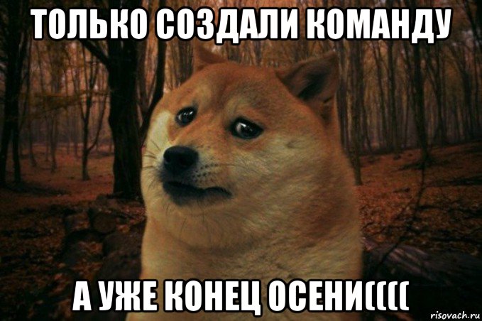 только создали команду а уже конец осени((((, Мем SAD DOGE