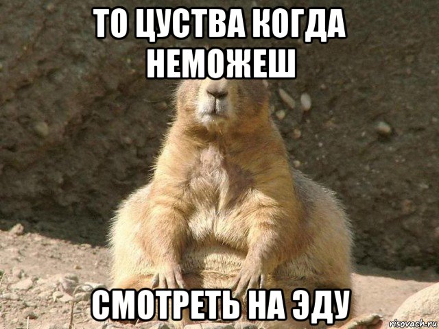 то цуства когда неможеш смотреть на эду, Мем суслик