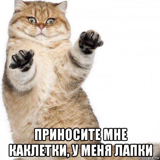  приносите мне каклетки, у меня лапки