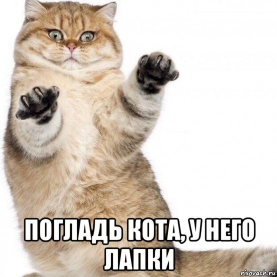  погладь кота, у него лапки