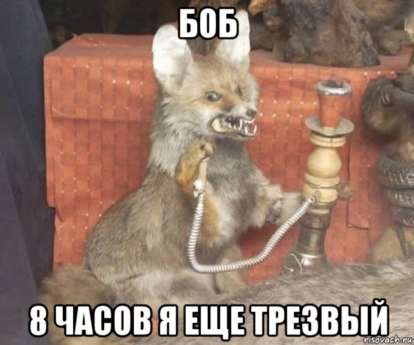 боб 8 часов я еще трезвый