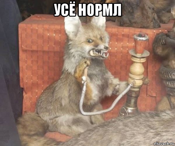 усё нормл 