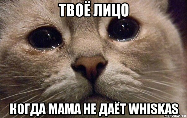 твоё лицо когда мама не даёт whiskas, Мем   В мире грустит один котик