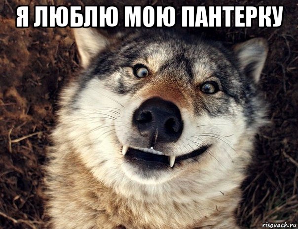 я люблю мою пантерку , Мем Волк